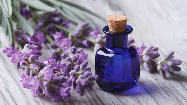 Sejuta Manfaat Minyak Esensial Lavender