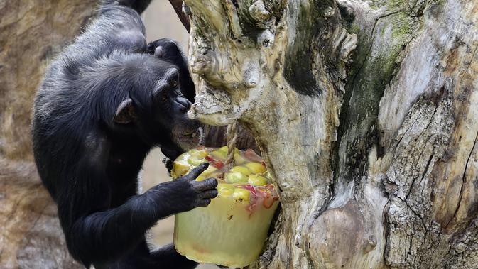 Seekor simpanse memakan buah yang telah dibekukan di kebun binatang Bioparc di Valencia. Itali (23/7). Pemberian makanan beku ini dikarenakan suhu panas yang melanda Itali (AFP PHOTO / Jose Jordan)