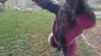 Seekor gorilla punggung perak jantan terekam menerjang kaca pembatas kandangnya untuk menyerang pengunjung. 