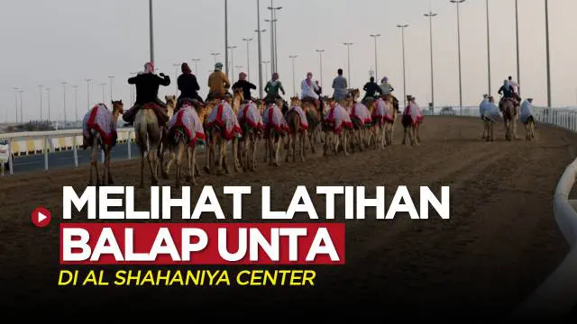 Berita Video, Vlog Bola Kali ini Akan Melihat Keseruan Latihan Balap Unta di Al-Shahaniya Camel Racetrack