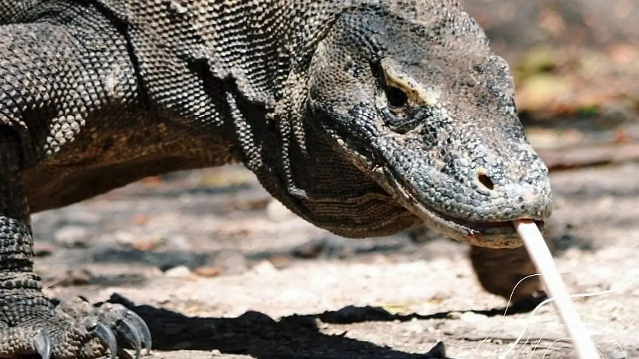 Taman Nasional Komodo