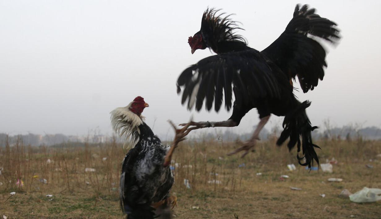Dua ayam aduan saling bertarung pada pertandingan sabung ayam di pinggiran Islamabad, Pakistan, 15 Desember 2021. Pakistan terkenal memiliki jenis ayam petarung paling tua di dunia dengan kekuatan fisik dan mental bertarungnya. (AP Photo/Rahmat Gul)