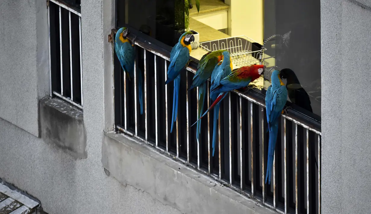 Sekawanan burung macaw (sejenis beo) berada di balkon sebuah gedung apartemen di Caracas pada 18 November 2018. Setiap sore, puluhan macaw liar berwarna-warni berduyun-duyun ke balkon dan teras tempat warga menaruh makanan untuk mereka. (YURI CORTEZ/AFP)
