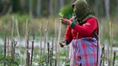 Anggota kelompok Tani Jaya merawat tanaman bawang merah dan cabai yang dibudidayakan di lahan bekas timbunan lumpur di Meurah Dua, Kabupaten Pidie, Aceh, Jumat , 17 Juli 2026. (AFP/ Chaideer Mahyuddin)