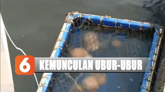 Petugas pun memasang papan imbauan agar para pengunjung pantai menghindari ubur-ubur saat bermain di air.