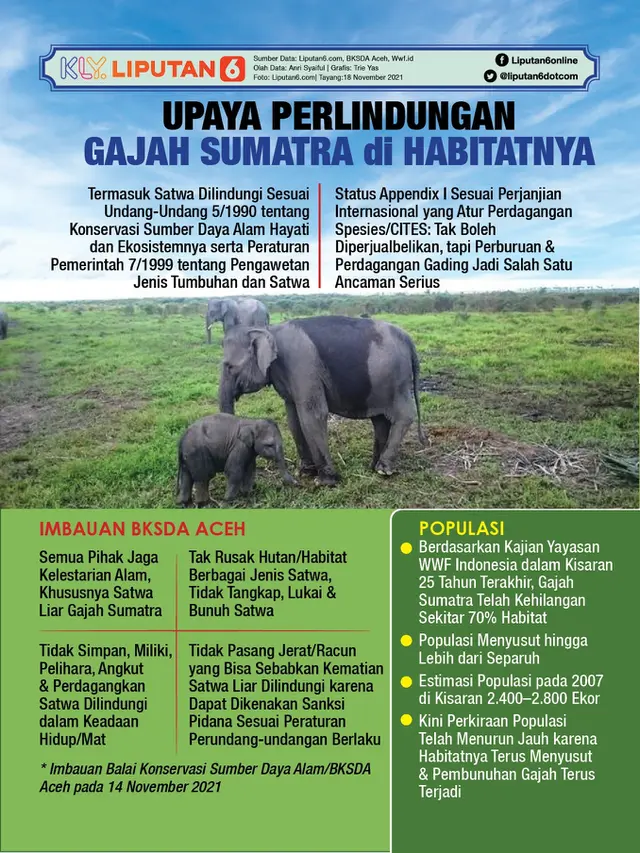 Infografis Upaya Perlindungan Gajah Sumatra di Habitatnya. (Liputan6.com/Trieyasni)
