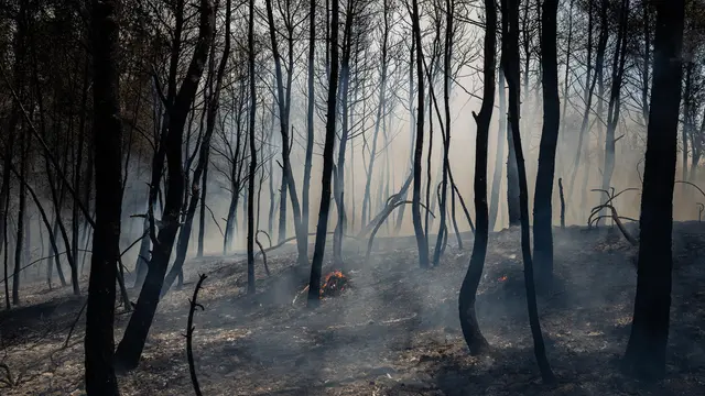 Kebakaran Hutan, Separuh Pulau di Yunani Hangus Terbakar