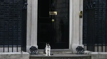 Larry, kucing yang menjabat sebagai "Kepala Pemburu Tikus"  duduk di luar kantor PM Inggris, Downing Street 10 di London, Rabu (13/7). Meski David Cameron mundur sebagai PM Inggris, Larry tetap tinggal bersama PM baru, Theresa May. (JUSTIN Tallis/AFP)