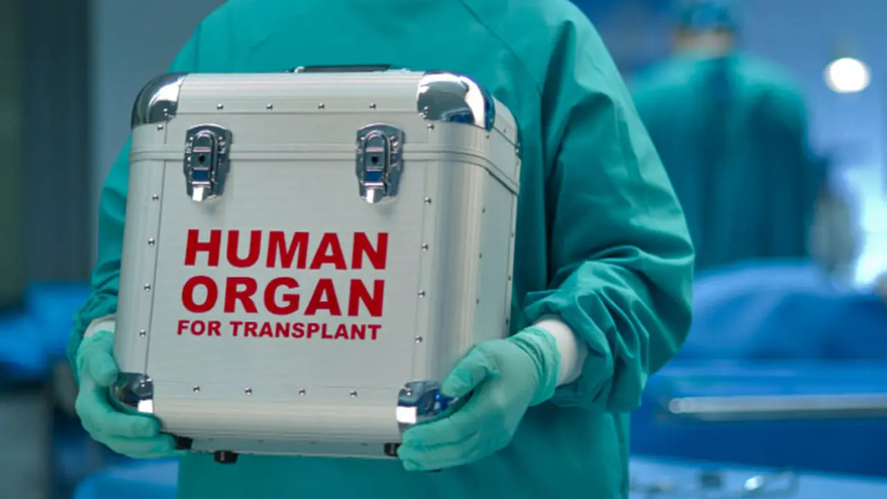 Organ Tubuh