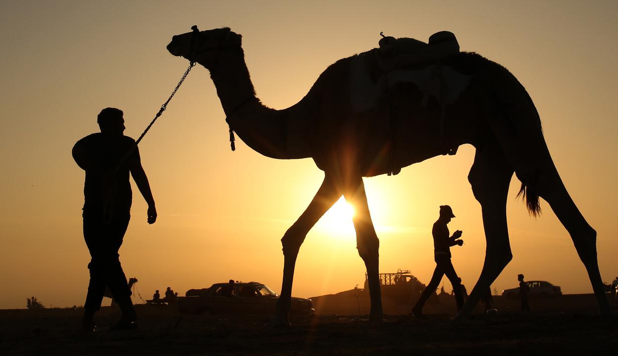 Peserta joki  membawa untanya dalam perlombaan balap unta lokal di Rafah, Jalur Gaza selatan (20/10/2019). Balapan unta ini menggunakan lintasan bekas landasan bandara Gaza yang sudah hancur di Rafah, Gaza selatan. (AFP Photo/Said Khatib)