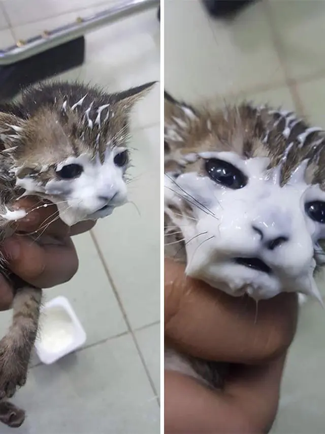 potret kocak kucing saat makan