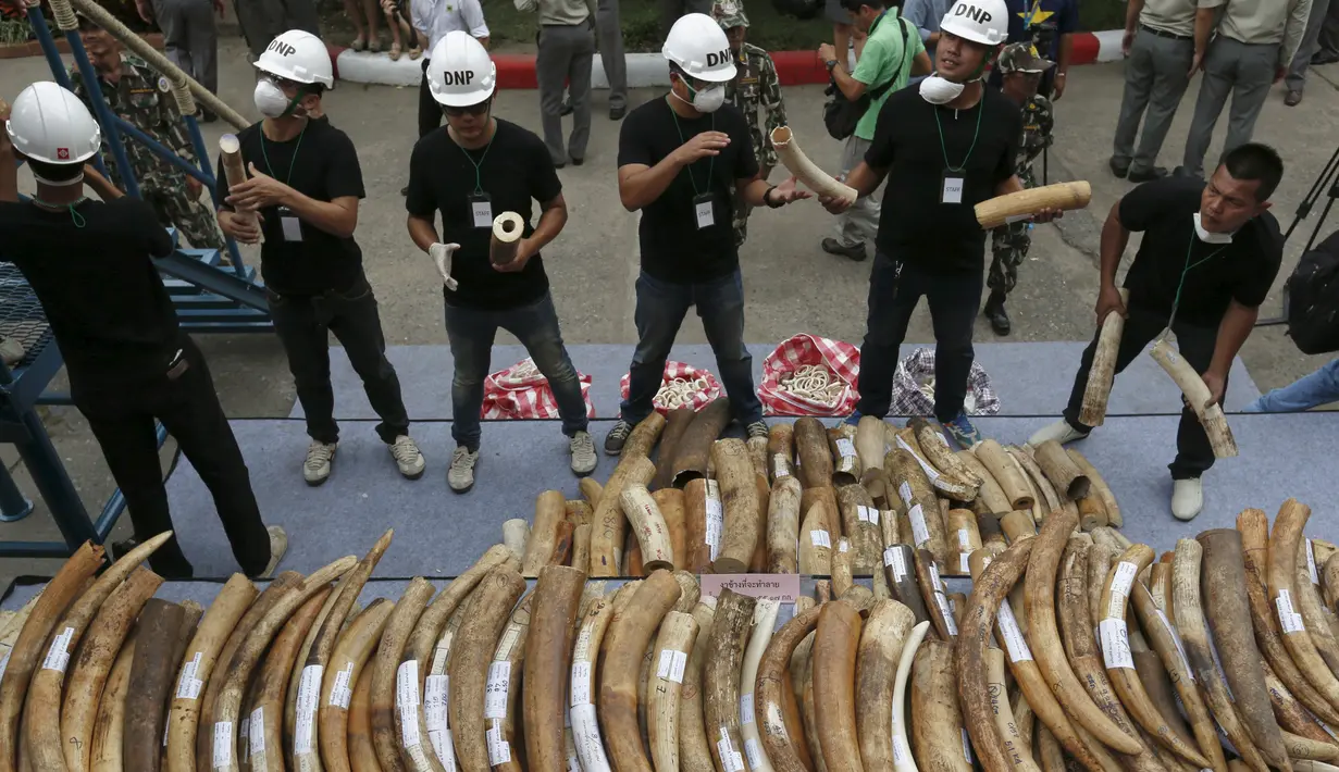 Petugas menata gading gajah sitaan di Departemen Taman Nasional, Margasatwa dan Konservasi Tanaman, Bangkok, Thailand, Rabu (26/8/2015). Sekitar dua gading gajah dihancurkan dengan cara dibakar . (REUTERS/Chaiwat Subprasom)