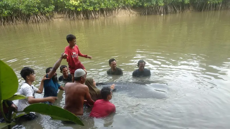 Seekor hiu paus terdampar di dalam Sungai Kecil di Kota Kendari, Sabtu (2/1/2021).(Liputan6.com/Ahmad Akbar Fua)