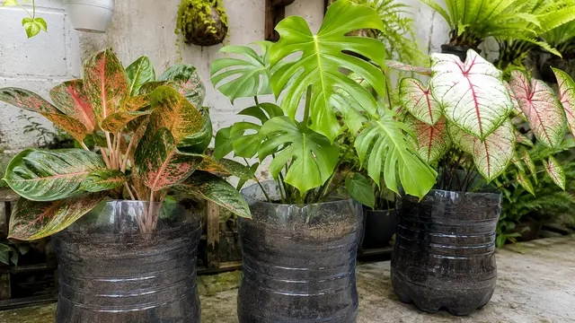 Pot Tanaman Besar dari Galon Bekas untuk Tanaman Hias