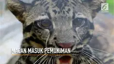 Seekor macan dahan dievakuasi setelah memasuki pemukiman warga.