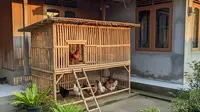 5 Cara Membuat Kandang Ayam Kampung Sederhana dari Bambu, Budget di Bawah Rp500 Ribu