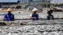 Sejumlah pekerja mengeringkan ikan asin di wilayah kampung nelayan Muara Angke, Jakarta, Senin (3/8/2015). Musim kemarau membuat produksi ikan asin di daerah tersebut meningkat 50 persen. (Liputan6.com/Faizal Fanani)