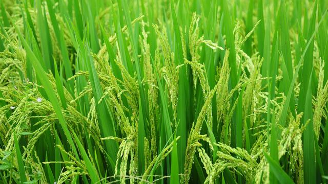 Hama dan Penyakit Tanaman