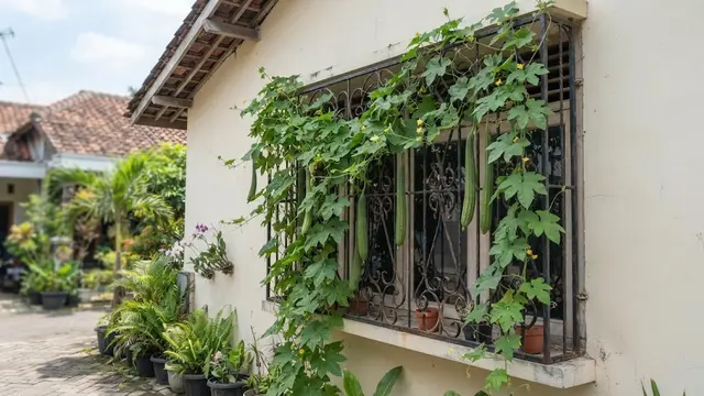 8 Tanaman Buah yang Bisa Dirambatkan di Teralis Jendela, Cantik dan Produktif