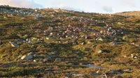 Lebih dari 300 rusa mati akibat sambaran petir di Taman Nasional Hardangervidda, Norwegia (Norwegian Environment Agency)