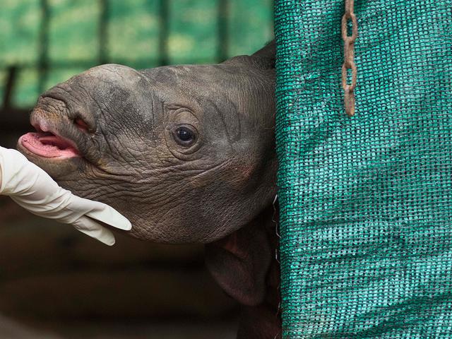 Gantikan Samson Dua Anak Badak Jawa Lahir Di Ujung Kulon