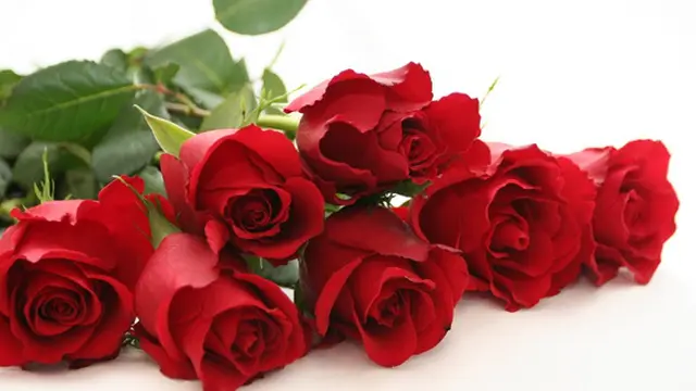 Photo: Copyright freelargeimages.com 