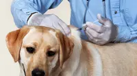 Dokter hewan rekomendasikan vaksin rabies dilakukan setahun sekali. (www.petconnection.com)