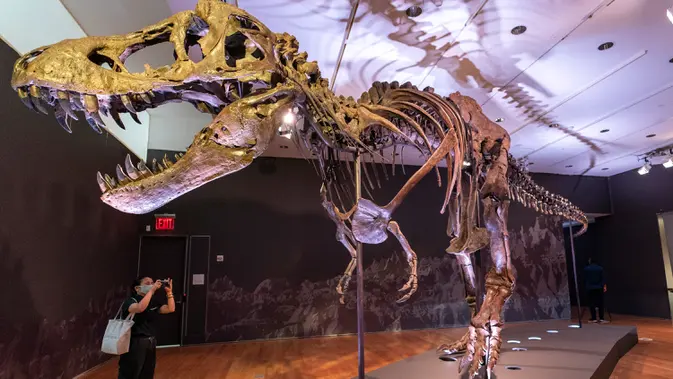 Fosil T-Rex Terbesar Dilelang, Diprediksi Laku Rp 541 Miliar