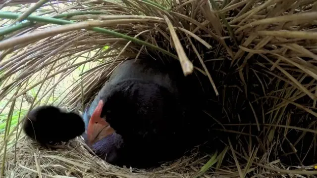 Burung Takahē