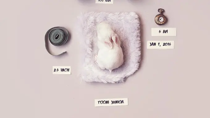 [Bintang]  Transformasi kelinci