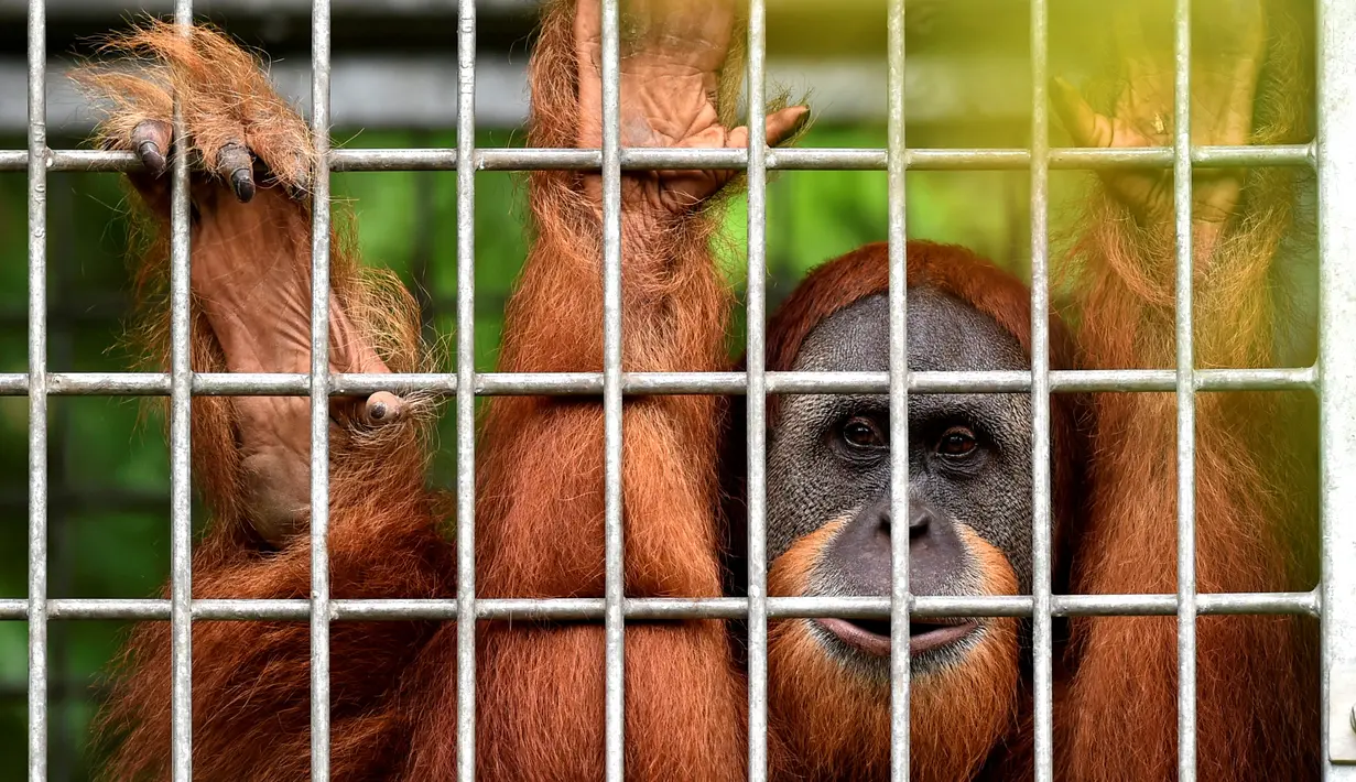 Orangutan bernama Elaine memandang dari dalam kandang saat akan dilepasliarkan di Cagar Alam Hutan Pinus Jantho, Aceh Besar, Selasa (18/6/2019). Dua orangutan yang dilepasliarkan oleh BKSDA Aceh berjenis kelamin betina. (CHAIDEER MAHYUDDIN/AFP)