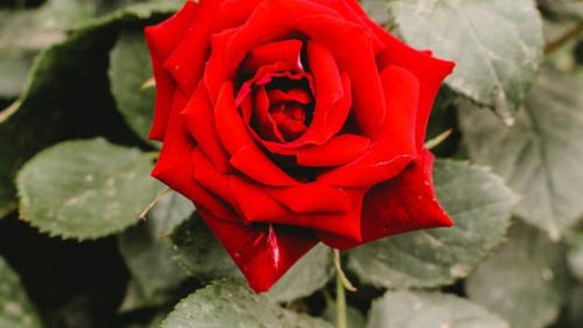 Ilustrasi mawar merah