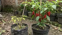 13 Cara Menyuburkan Tanaman Cabai yang Pertumbuhannya Lambat, Tumbuh Lebih Optimal
