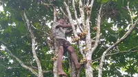 9 Langkah Cara Merangsang Pohon Duku Supaya Berbuah Besar-Besar dan Lebat Berkualitas Tinggi