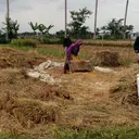 Produksi Beras Januari-Agustus 2026 Tembus 25,28 Juta Ton