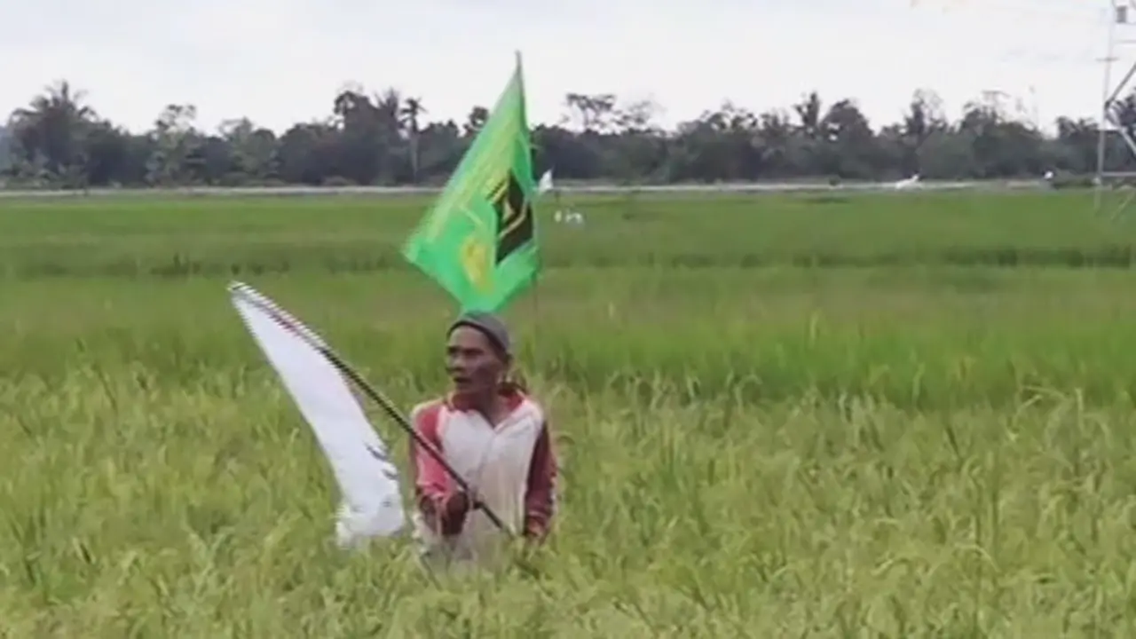 Bendera Partai Penuhi Sawah - Liputan6 siang