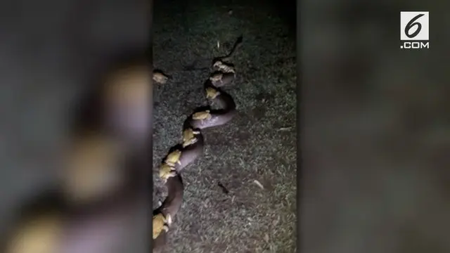 Sebuah penampakan aneh diabadikan seorang warga usai badai petir. Ia merekam seekor ular piton yang menggendong kawanan kodok.