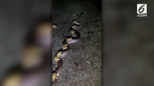 VIDEO: Penampakan Ular Piton Gendong Kawanan Kodok