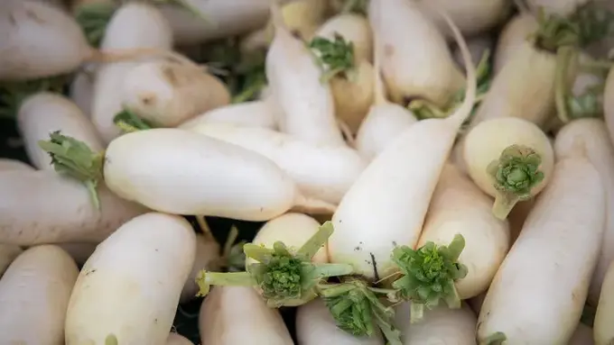 Rahasia Membersihkan Lobak agar Tidak Pahit dan Lebih Enak, Simak Triknya