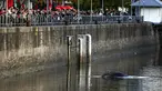 Warga melihat ikan paus yang terdampar masuk ke Pelabuhan Puerto Madero, Buenos Aires, Argentina, Senin (3/8/2015). Peristiwa tersebut sempat menjadi perhatian warga yang berada di sekitar pelabuhan tersebut. (REUTERS/Marcos Brindicci)