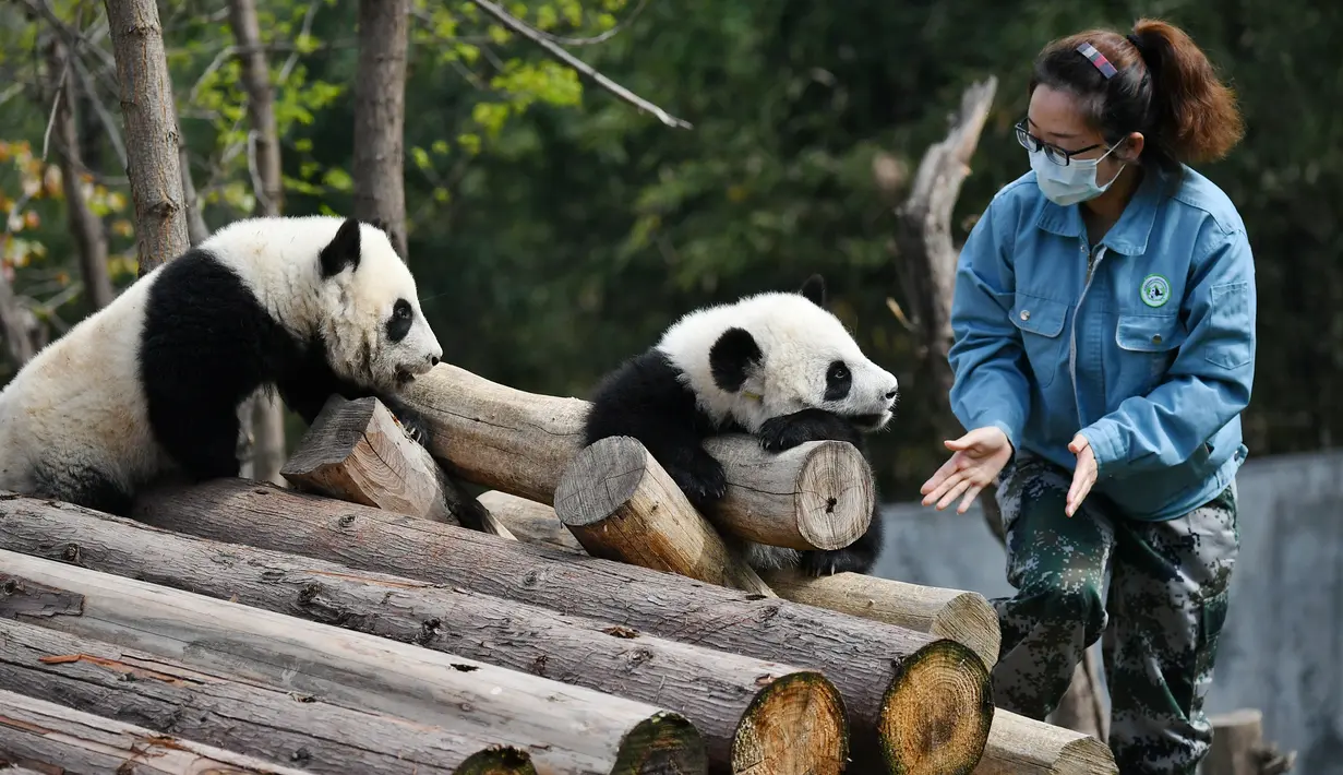 Seorang staf berinteraksi dengan panda raksasa di pusat penelitian dan penangkaran panda raksasa Qinling yang berada di Provinsi Shaanxi, China barat laut (31/3/2020). Berkat perawatan dari para staf, ketiganya tumbuh besar dan sehat. (Xinhua/Zhang Bowen)