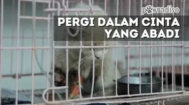 Kucing ini ditemukan warga Pasar Lokomotif, Jatinegara, Jakarta Timur. Kaki depannya putus, dan tergeletak lemah. 