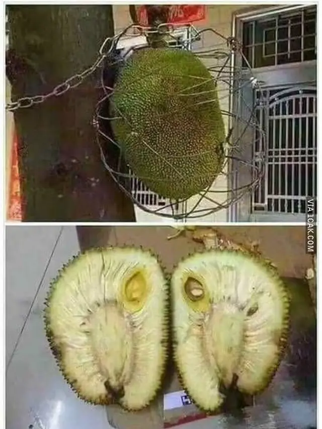 6 Cara Absurd Pengamanan Buah Agar Tak Dicuri Ini Kocak