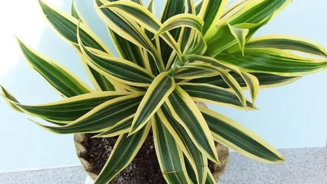  houseplants.about.com