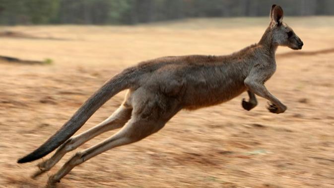 Kanguru (AFP PHOTO/Torsten BLACKWOOD)