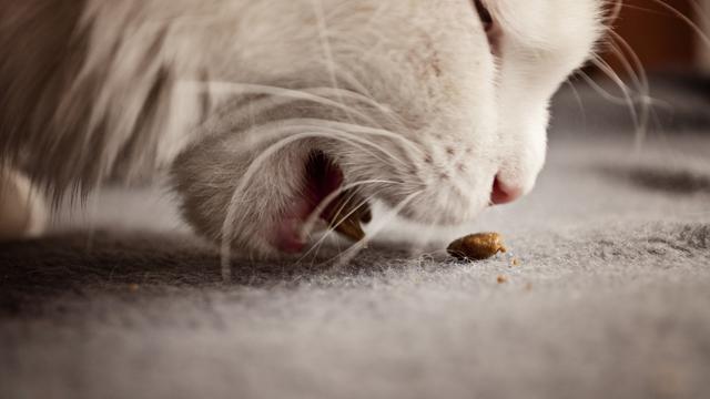 Makanan kucing  (sumber: Pixabay)
