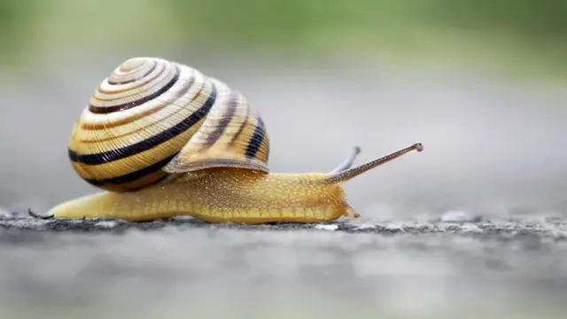 Raup Untung, Perusahaan Ini Pekerjaan Siput sebagai Bintang Film