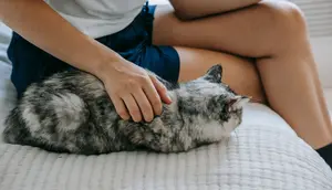 Kenapa Kucing Selalu Tidur di Dekat Kaki Pemiliknya? Ini Alasannya