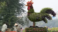 Sebuah tanaman hias berbentuk ayam terpajang di salah satu taman di Hanoi, Rabu (25/1). Pemasangan tanaman berbentuk ayam tersebut dilakukan dalam rangka menyambut tahun baru Imlek. (AFP PHOTO / Hoang DINH NAM)