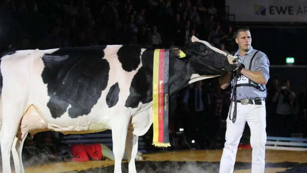 Sapi `Lady Gaga`